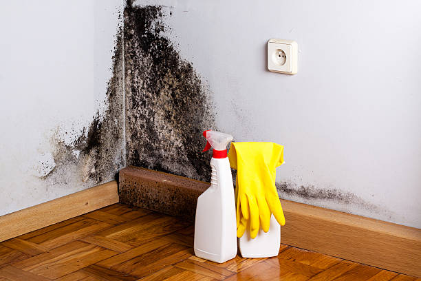 Why You Should Choose Our Mold Remediation Services in North Beach Haven, NJ